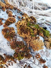 Nyholmiella obtusifolia