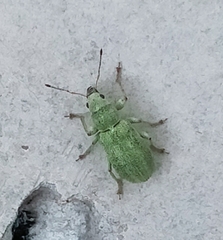 Pachyrhinus lethierryi