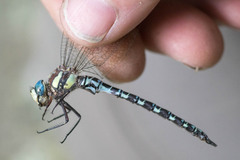 Caliaeschna microstigma