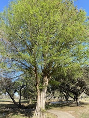 Taxodium mucronatum