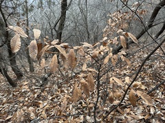 Quercus variabilis