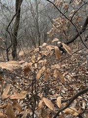 Quercus variabilis