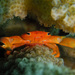 黃梯形蟹 - Photo 由 Abhishek Jamalabad 所上傳的 (c) Abhishek Jamalabad，保留部份權利CC BY-NC-SA