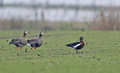 Branta ruficollis
