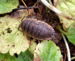 Porcellio