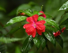 Impatiens hawkeri