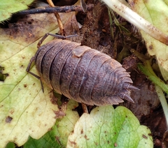 Porcellio
