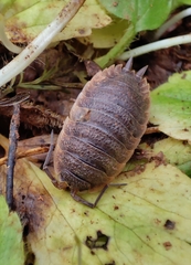 Porcellio