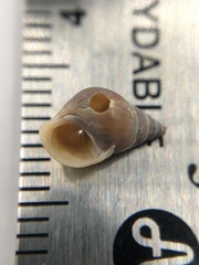 Bithynia tentaculata