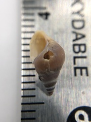 Bithynia tentaculata