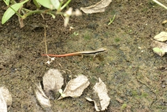 Sphenomorphus dussumieri