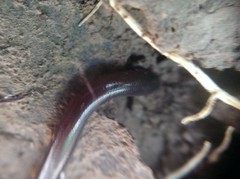 Typhlopidae