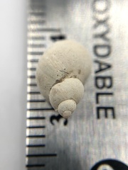 Ladislavella elodes