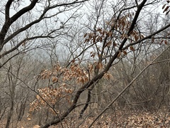 Quercus variabilis