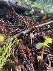 Paragymnopus sequoiae