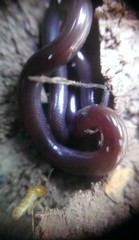 Typhlopidae