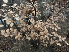 Lindera glauca