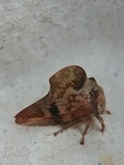 Telamona ampelopsidis