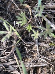 Lupinus bicolor