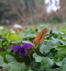 Viola odorata