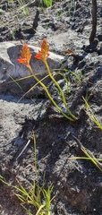 Disa ferruginea