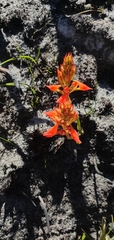 Disa ferruginea
