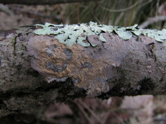 Corticium roseocarneum