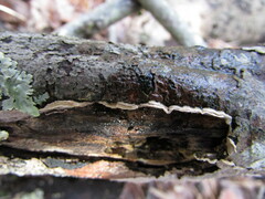 Corticium roseocarneum