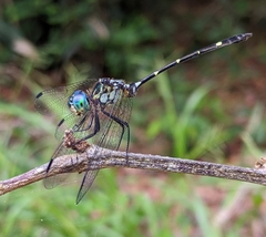 Micrathyria spinifera