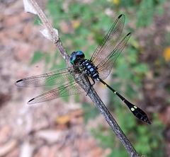 Micrathyria spinifera