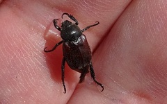 Hoplia graminicola