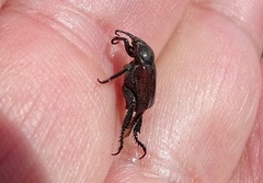 Hoplia graminicola