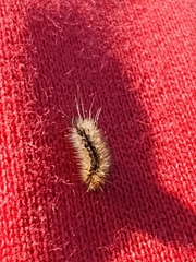 Hyphantria cunea