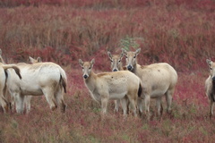 Pere David's Deer photo 3