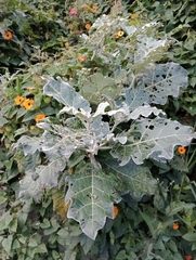 Solanum marginatum