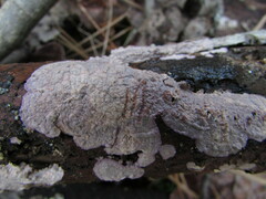 Corticium roseocarneum