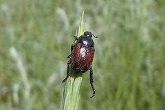 Hoplia graminicola