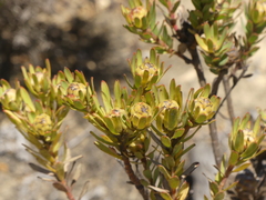 Leucadendron modestum