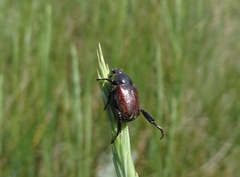 Hoplia graminicola