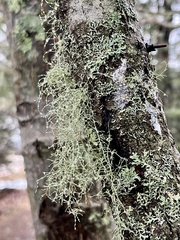 Usnea trichodea