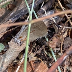 Electrostrymon hugon