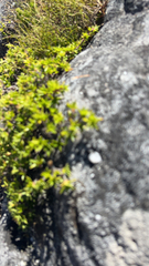 Cliffortia ruscifolia