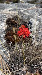 Disa ferruginea