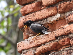 Acridotheres grandis