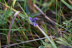 Polygala vulgaris