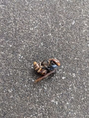 Vespa analis insularis