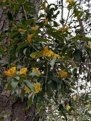 Gelsemium sempervirens