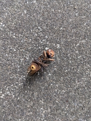 Vespa analis insularis