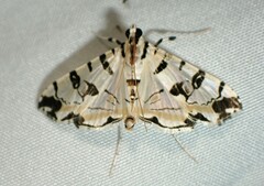 Conchylodes salamisalis