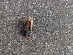 Vespa analis insularis